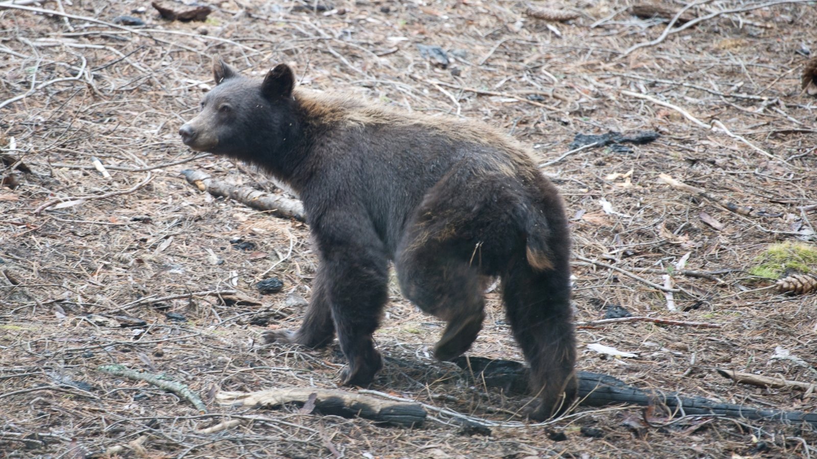 Capsule Pascal La danse de l’ours une question d’odeurs.jpg (1.24 Mo) 