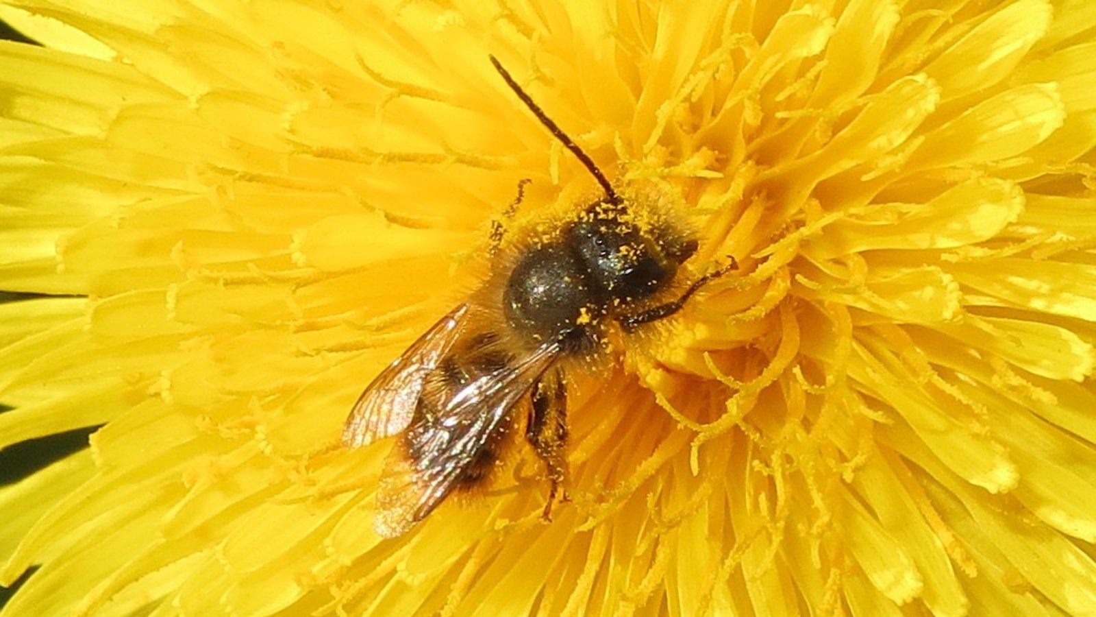 article isabelle Néonicotinoïdes les pesticides tueurs d’abeilles.jpg (202.43 Ko)