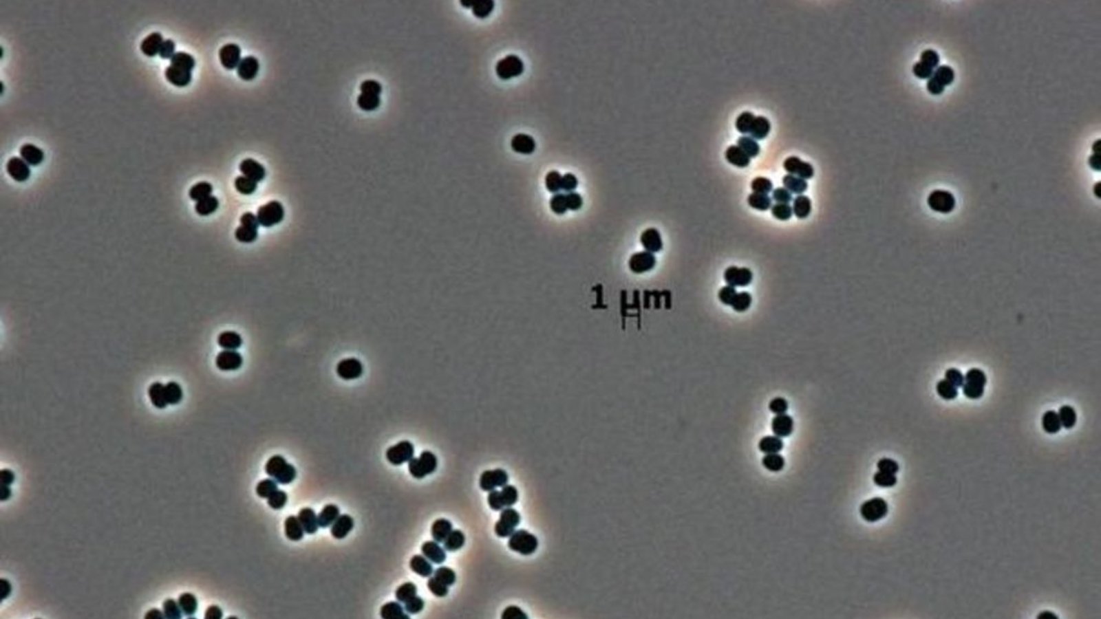 Capsule Pascal Défendre Mars plutôt que de défendre la Terre.jpg (76.84 Ko) 