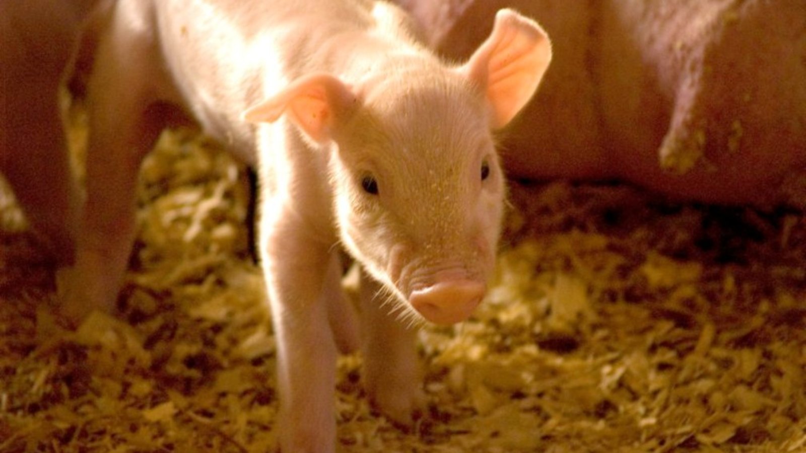 Capsule Pascal L autre meilleur ami.jpg (111.81 Ko)