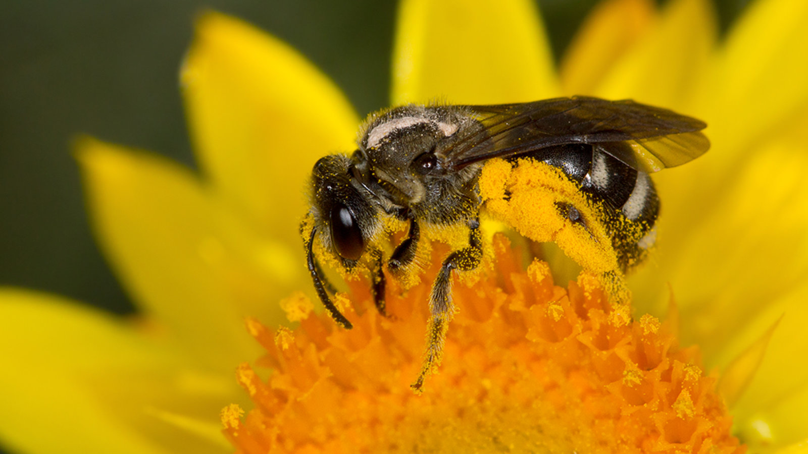 Capsule Pascal L’abeille qui compte zéro.jpg (593.3 Ko) 