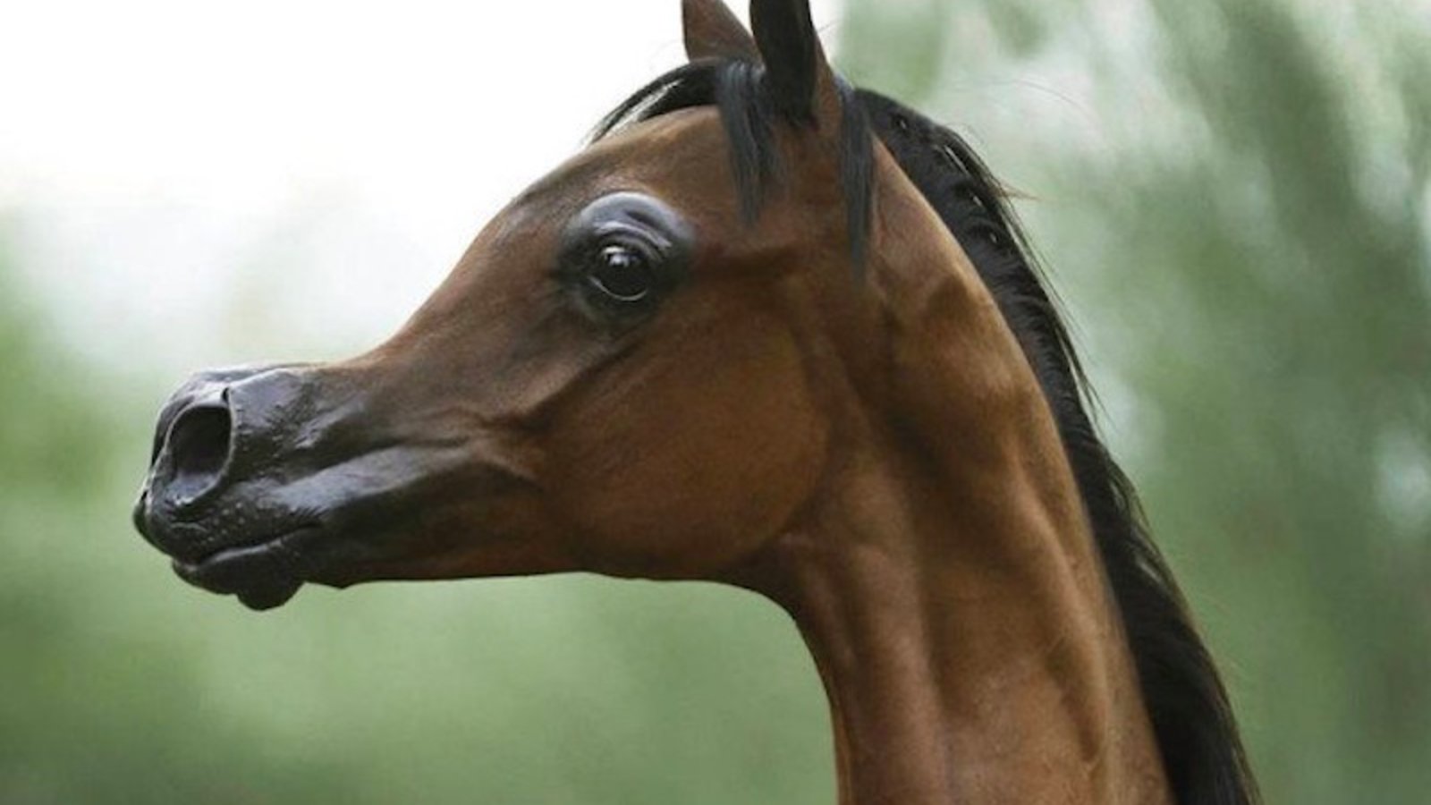 cheval-pursangarabe