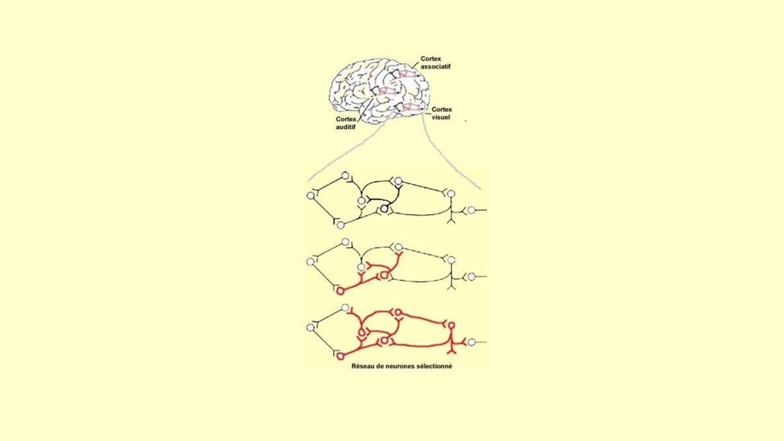 le cerveau modifié.jpg (61.96 Ko) 