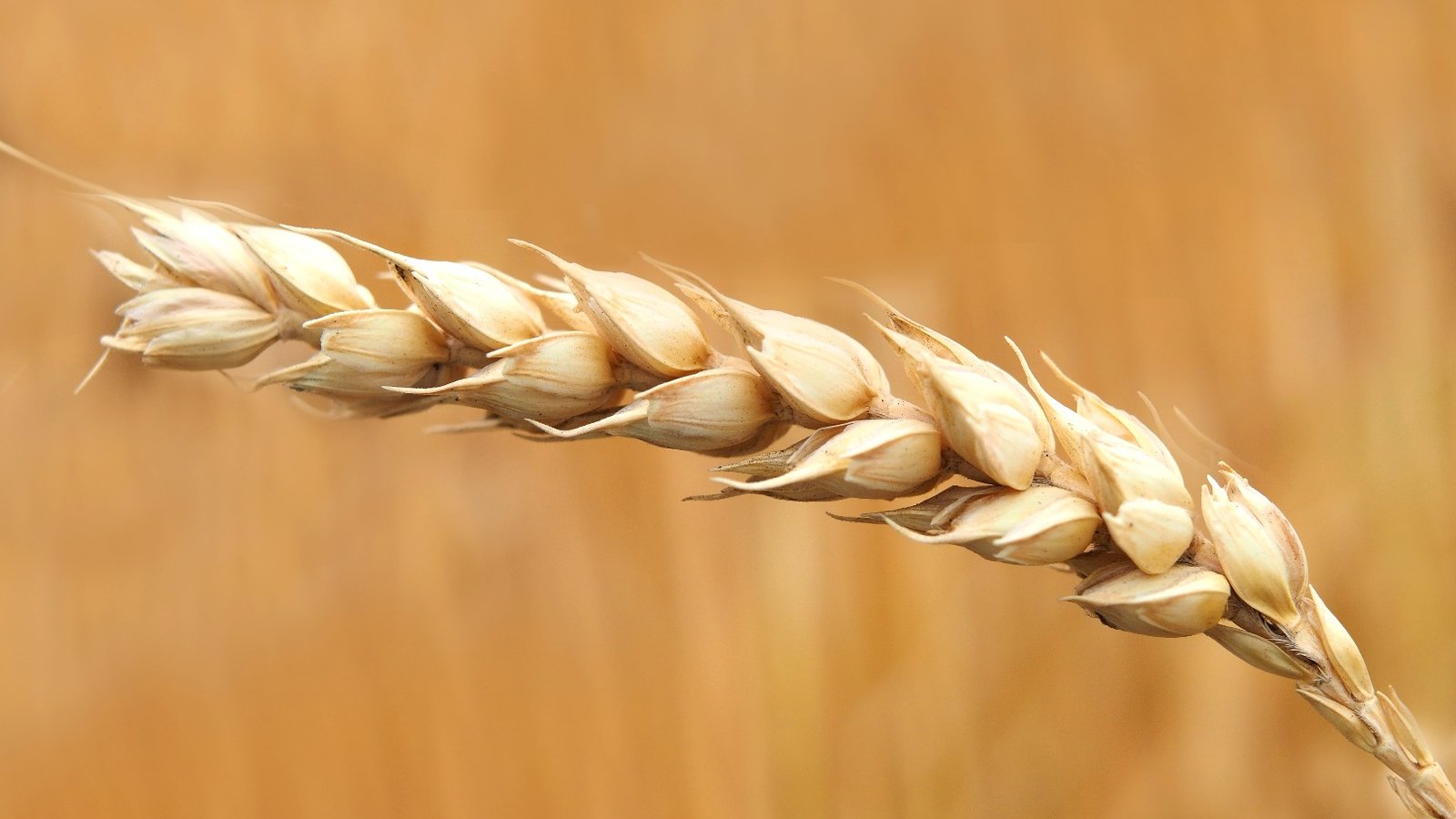 Capsule Alexis Gohier Drolet Le blé est plus complexe que nous.jpeg (265 Ko) 