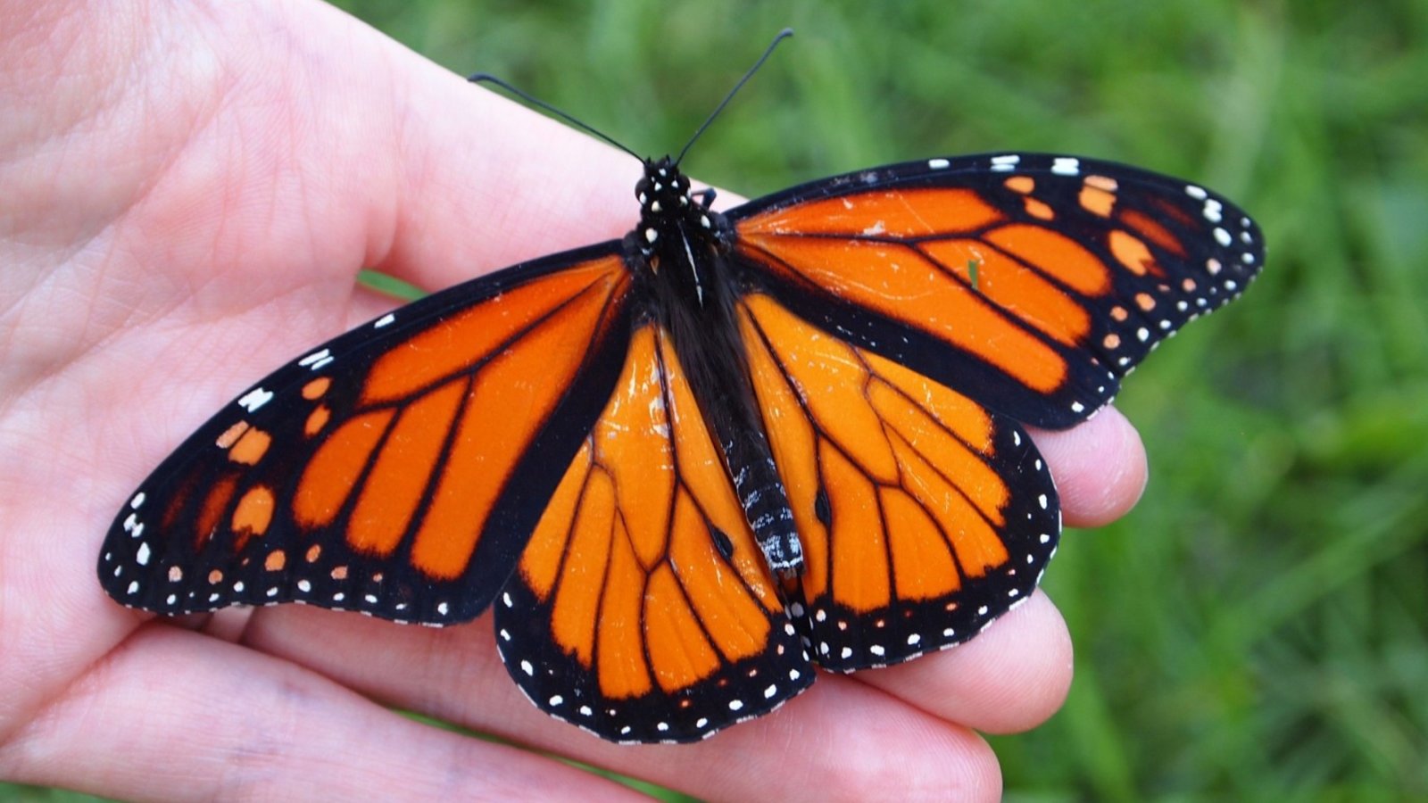 Capsule Alexis Gohier Drolet Les monarques sont en retard.jpg (254.1 Ko) 