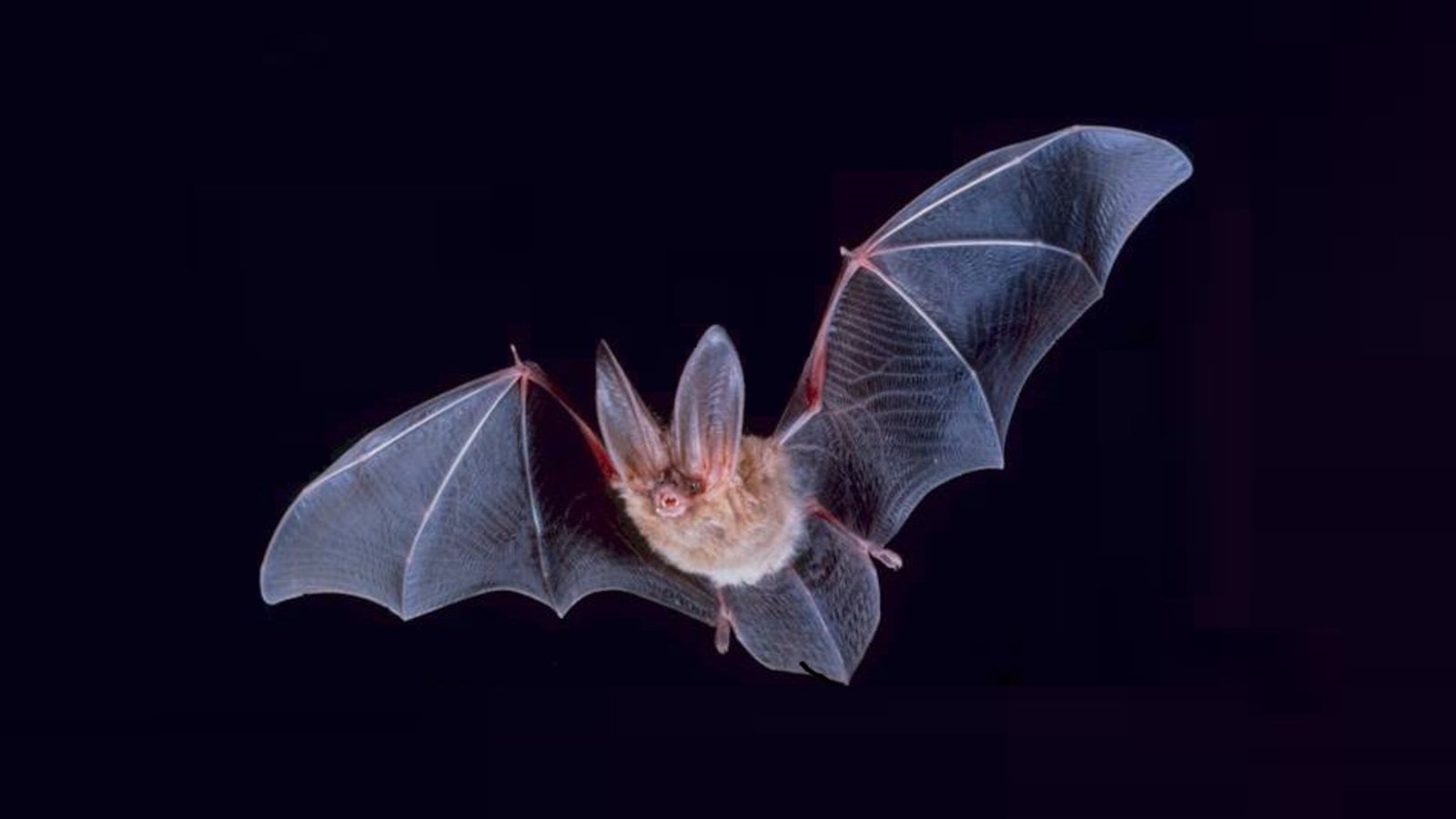 Point de fuite : La chauve-souris bourdon est la plus petite chauve