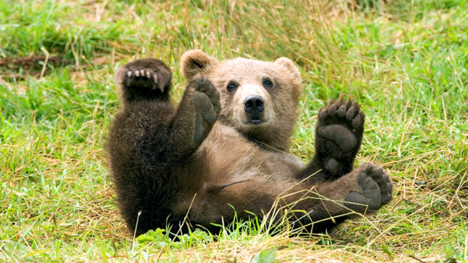 USFWS-Brown-Bear.jpg (974.09 Ko) 