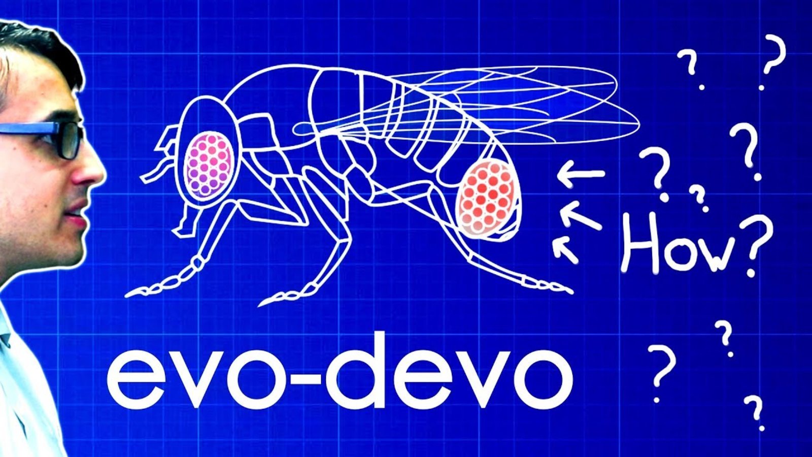 evo-devo