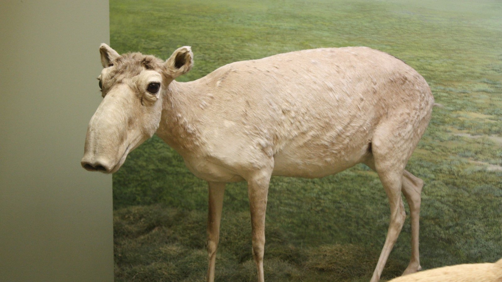 Überseemuseum_Bremen_2009_086.JPG (729.8 Ko) 