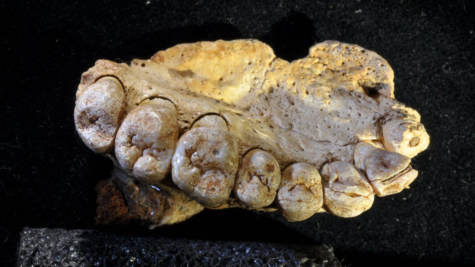 fossile-machoire-humain