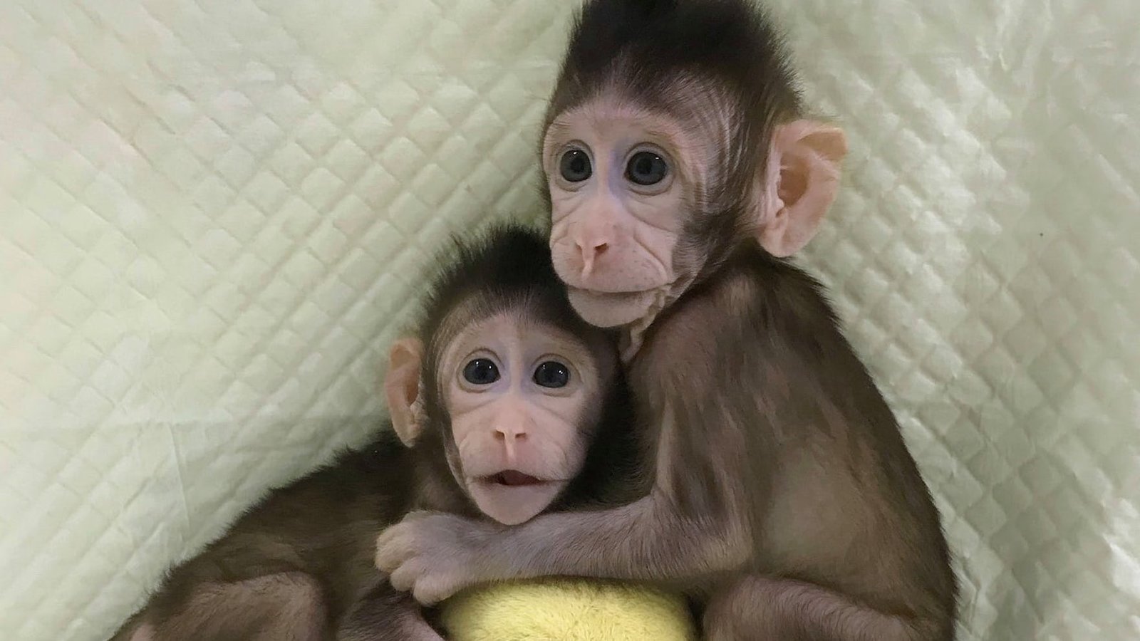 singes-macaques-clonage