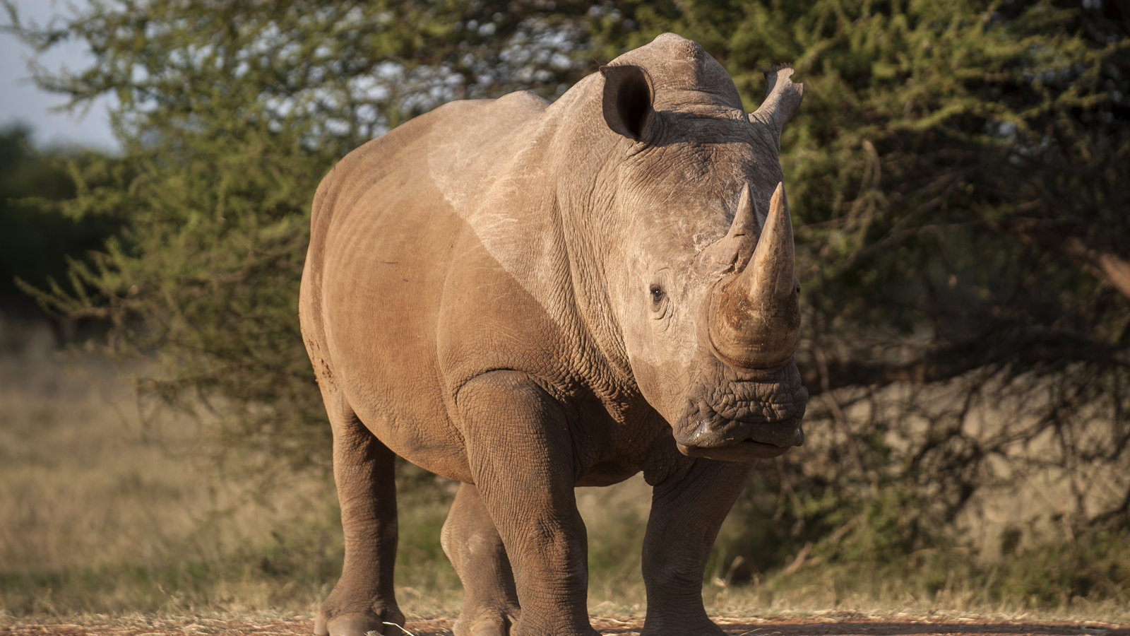 Rhinocéros_Limpopo