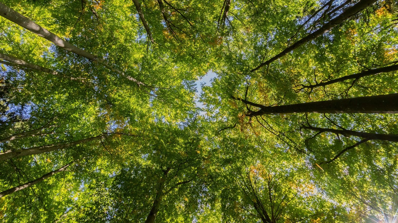 Article Isabelle Le climat dans l’ombre des cimes.jpg (906.85 Ko) 