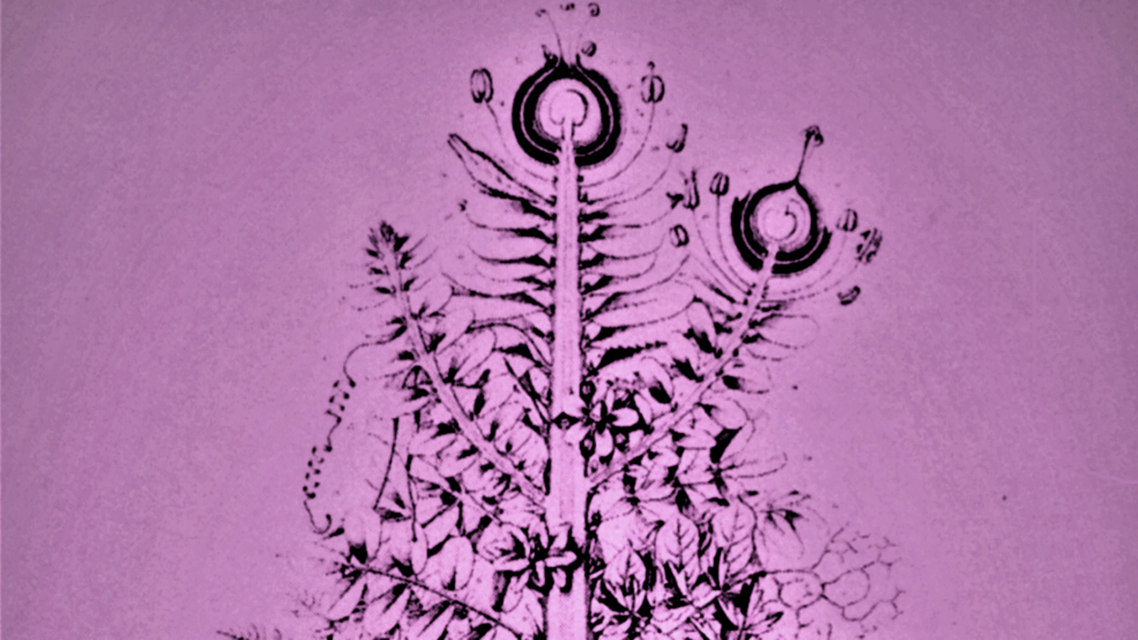 Capsule Pascal À quoi ressemblait la première fleur.png (2.77 Mo) 