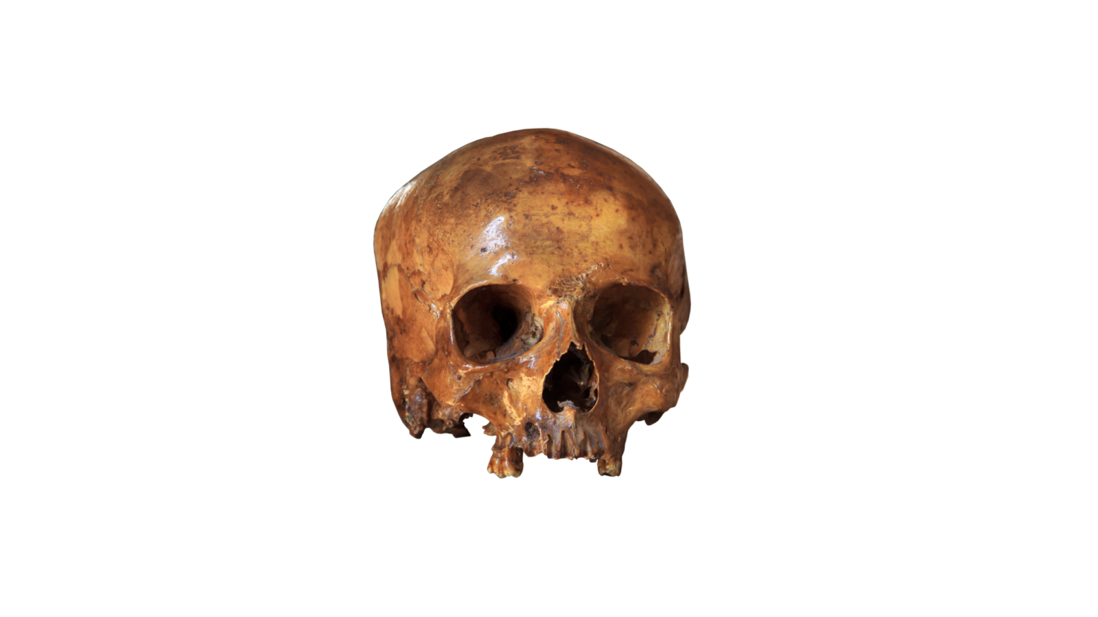 skull-3044135_1920.png (573.24 Ko) 