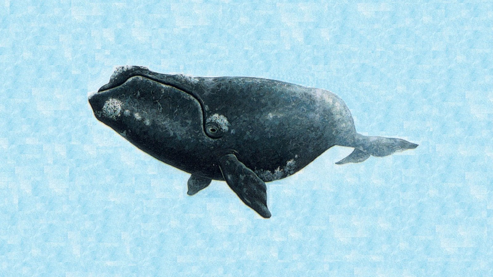 Baleine3.jpg (505.34 Ko) 