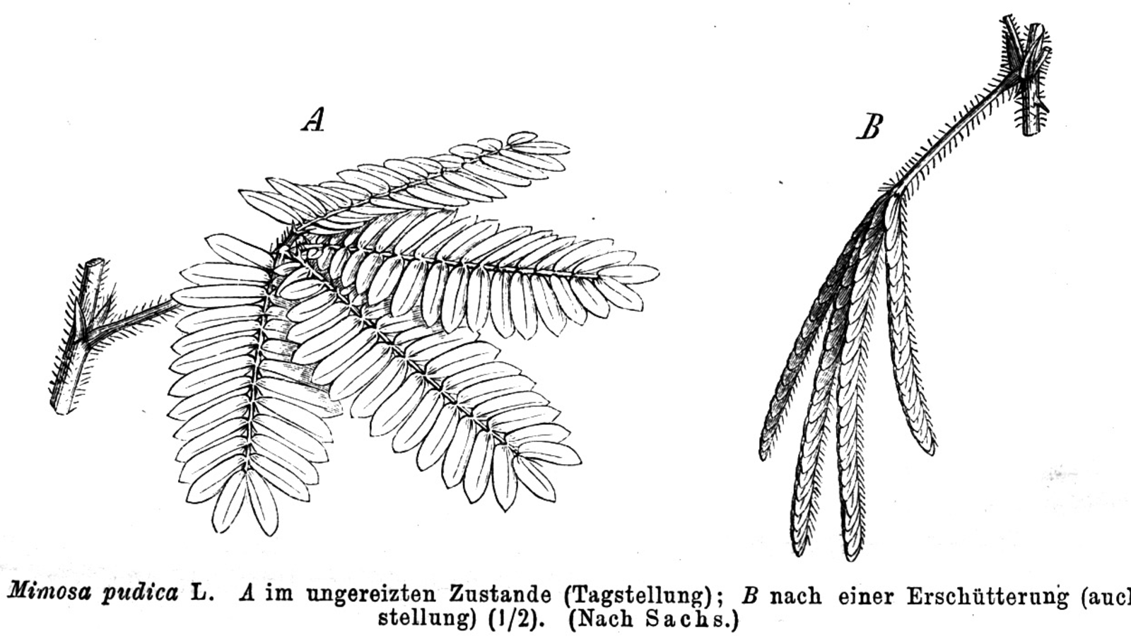 Mimosa pudique