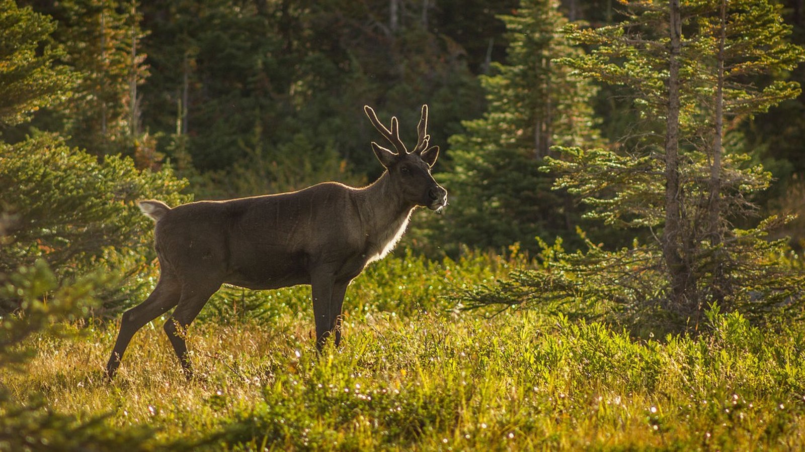 caribou-Alberta