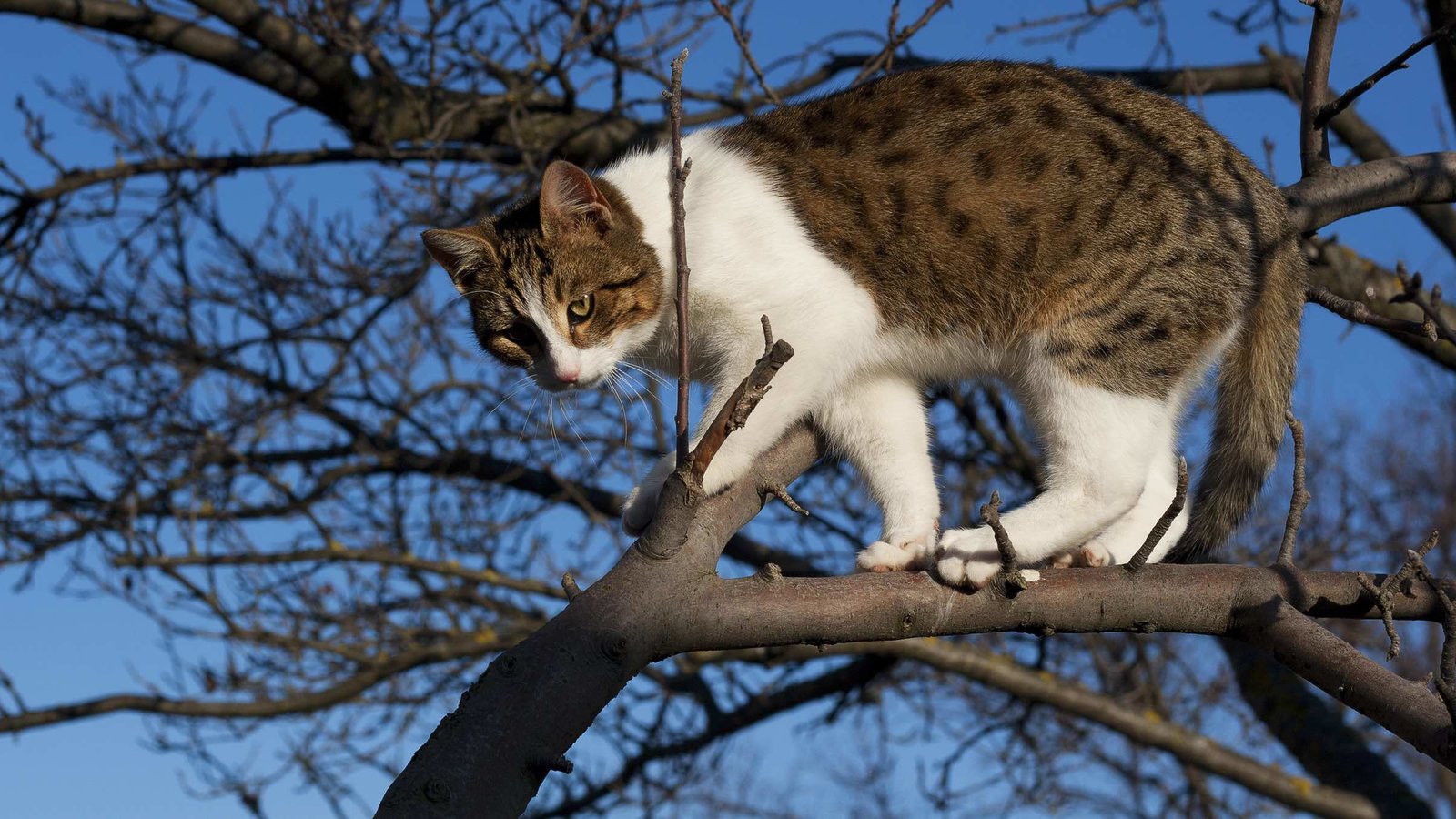 Un Chat Peut Il Descendre D Un Arbre Agence Science Presse Un Chat Peut Il Descendre D Un Arbre Agence Science Presse