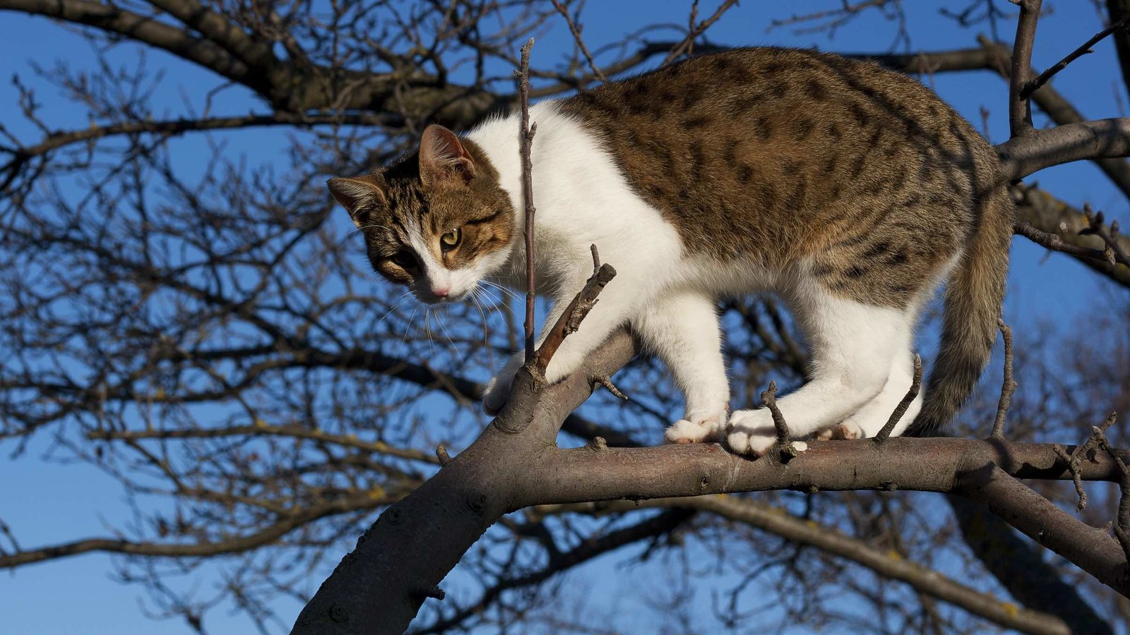 Un Chat Peut Il Descendre D Un Arbre Agence Science Presse