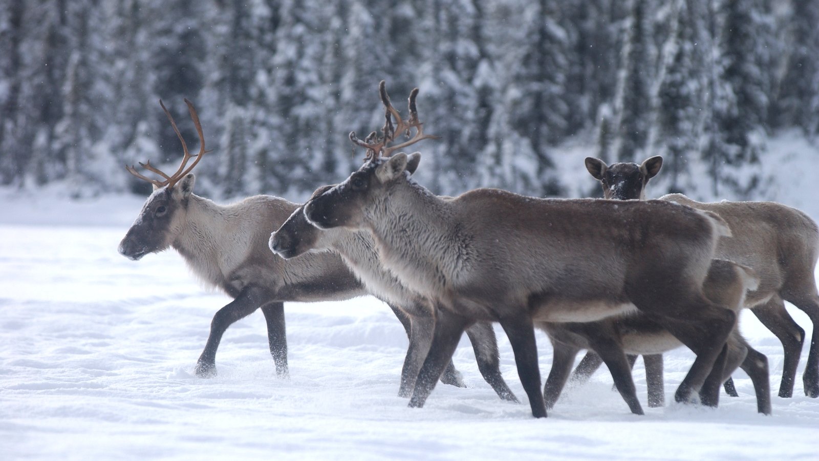 Caribou_NordQuebecois