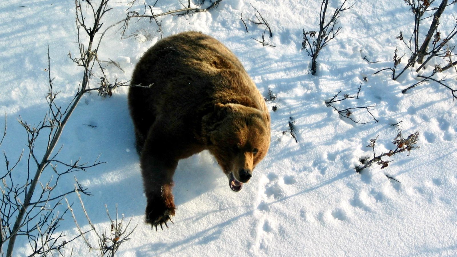 grizzly-Canada