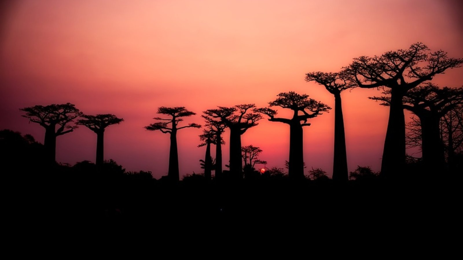 baobabs-2708289_960_720.jpg (140.74 Ko)