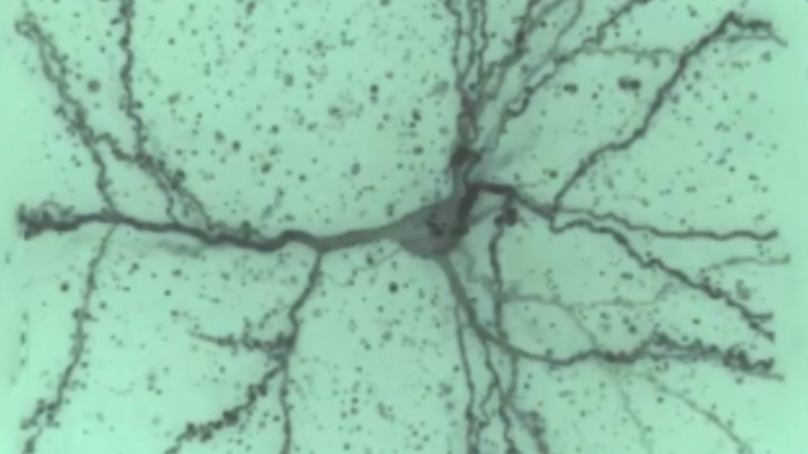 Mozak.jpg (365.43 Ko) 