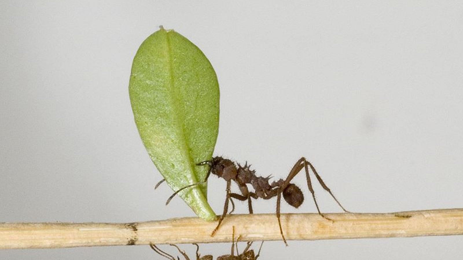 fourmis acromyrmex.jpg (102.71 Ko) 