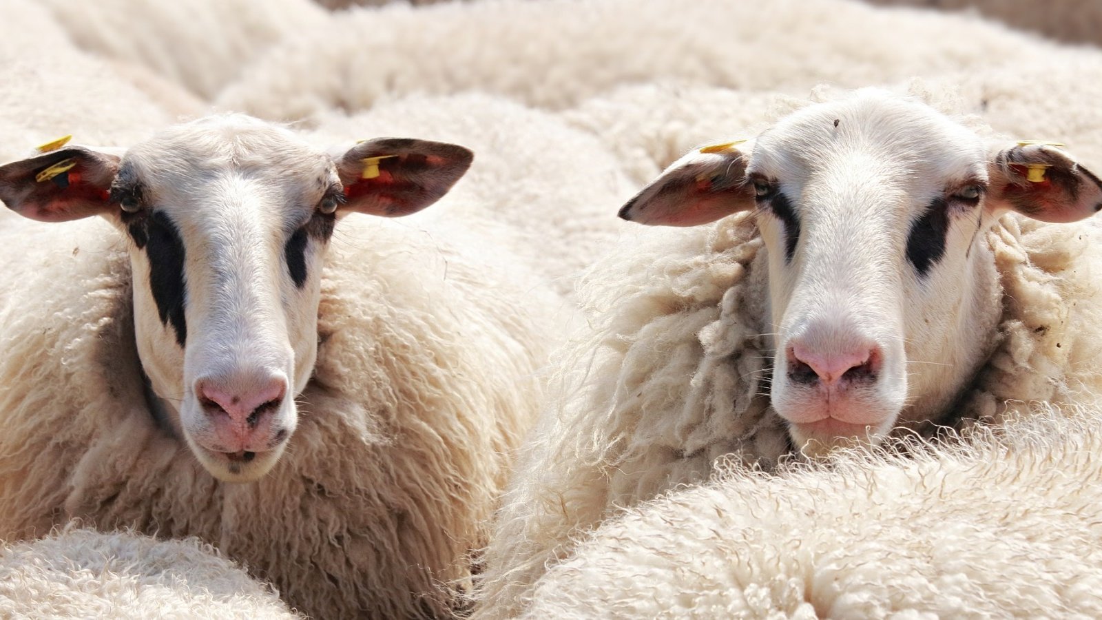 Pixabay sheep-2292802_1920.jpg (374.89 Ko) 