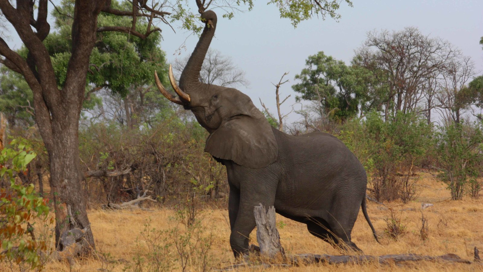 elephants-Afrique