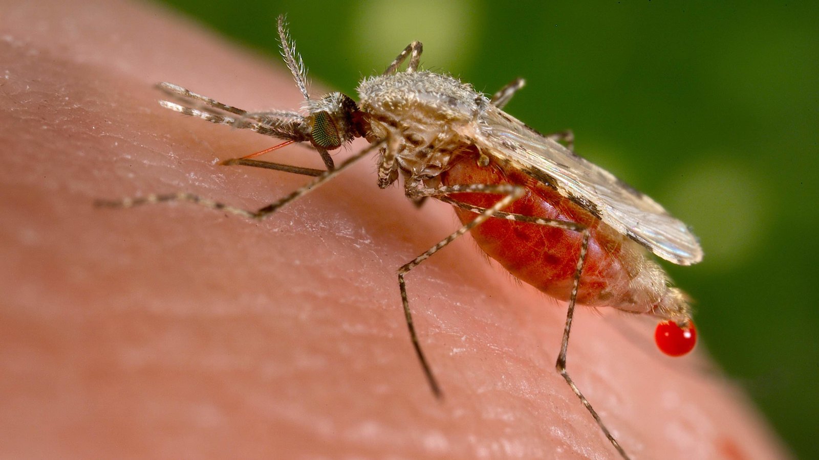 Combattre les moustiques par la science - Québec Science