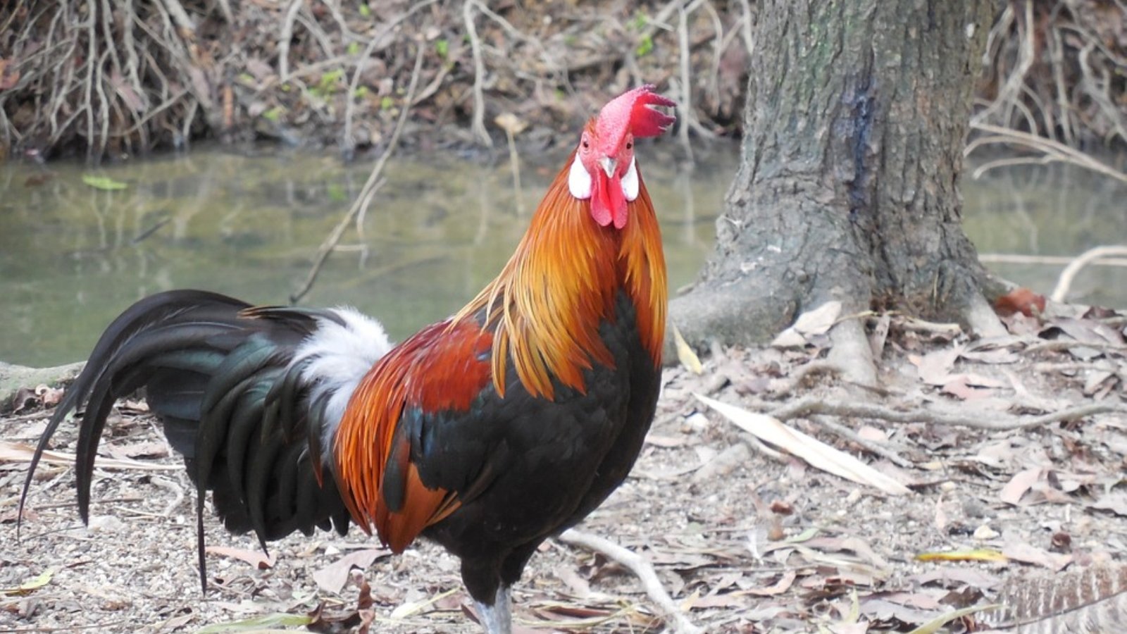 Pixabay rooster-223662_960_720.jpg (347.47 Ko) 