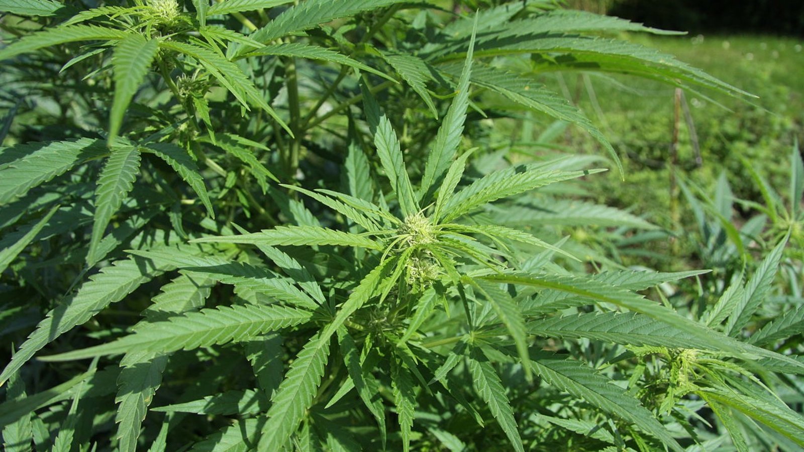 cannabis-plante