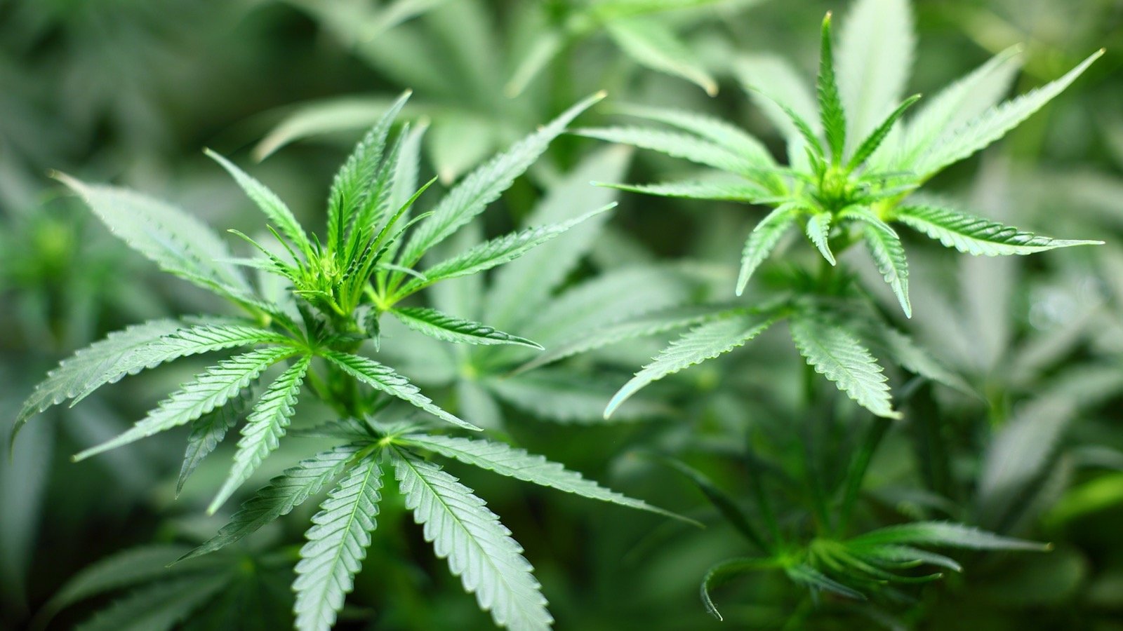 cannabis-plante