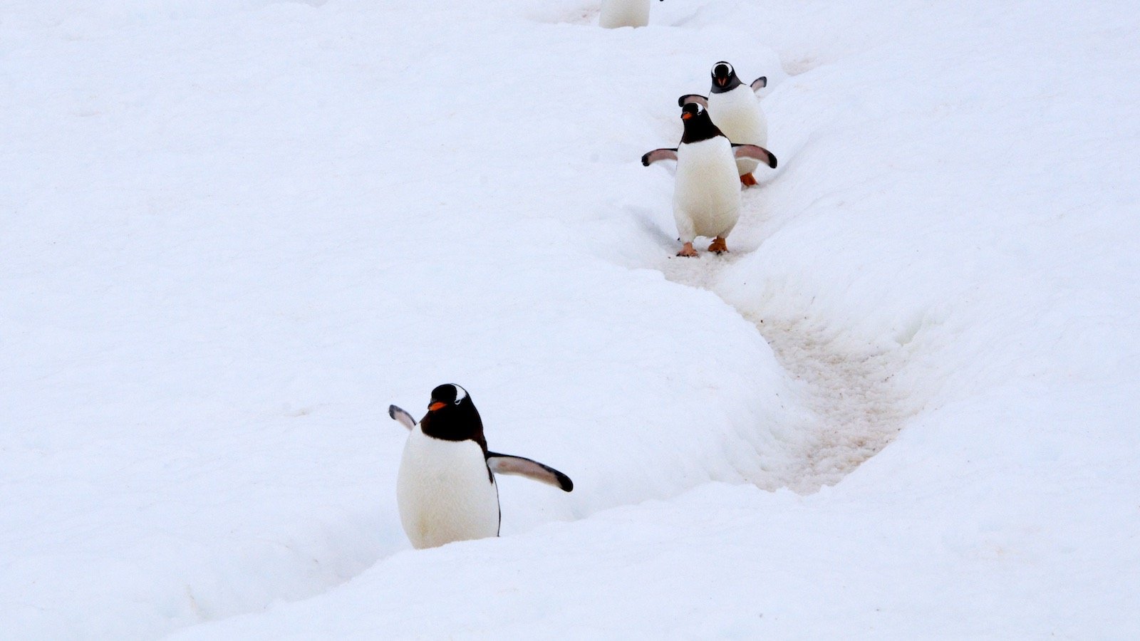 manchots-Antarctique