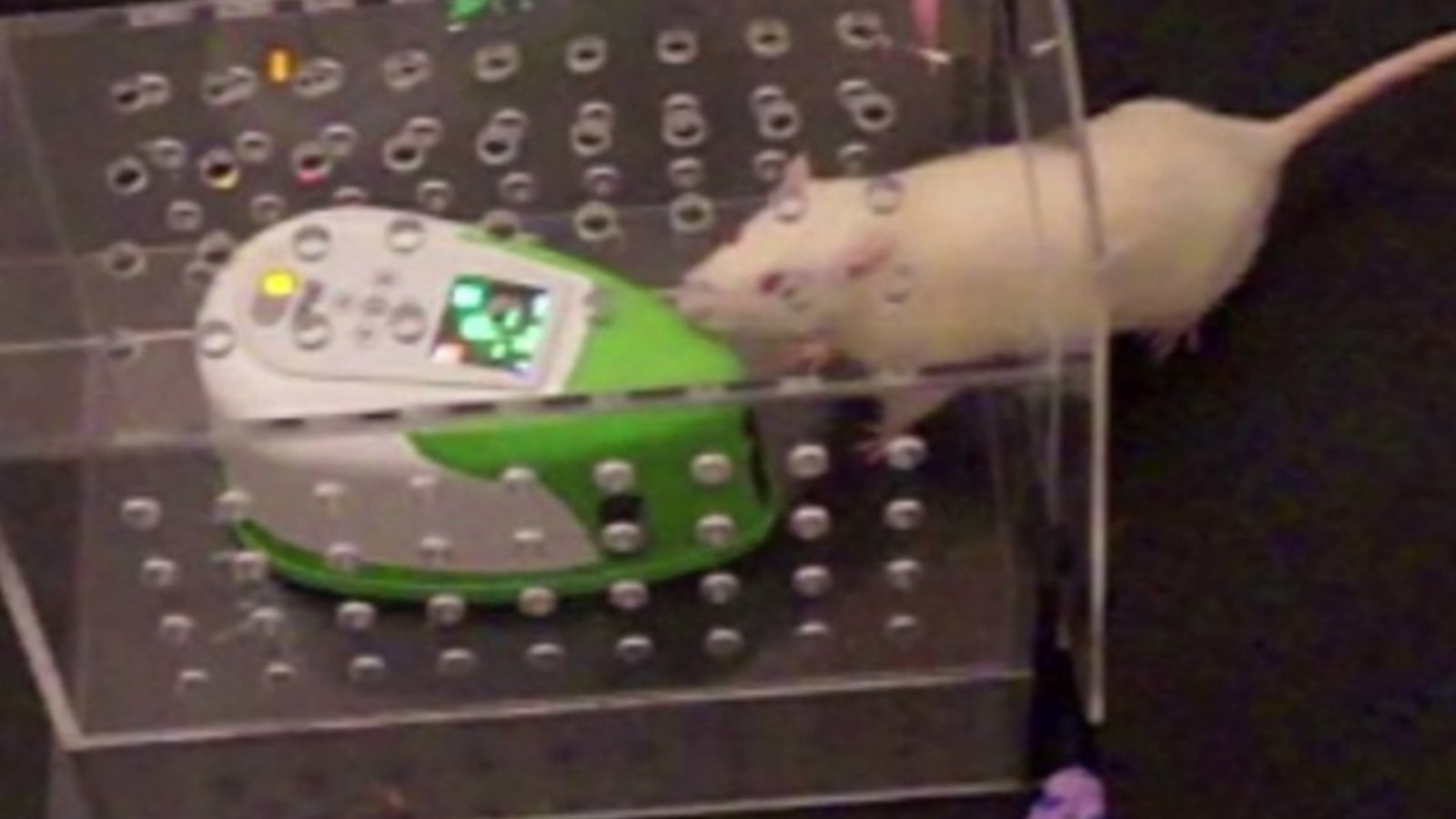 rat-robot