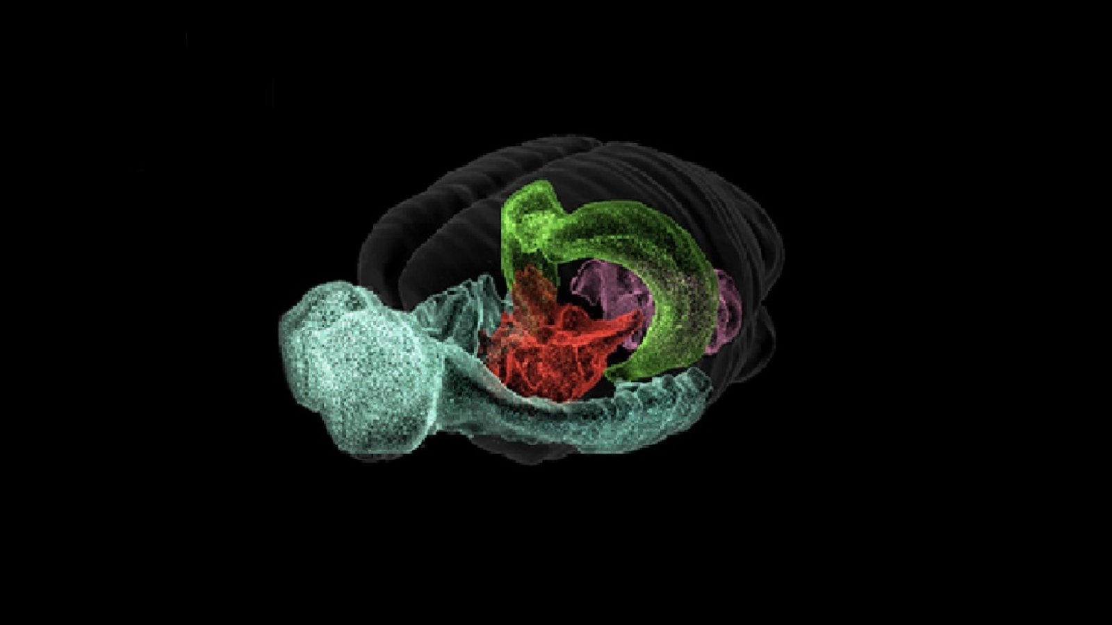 Blue Brain Cell Atlas.jpg (96.89 Ko) 