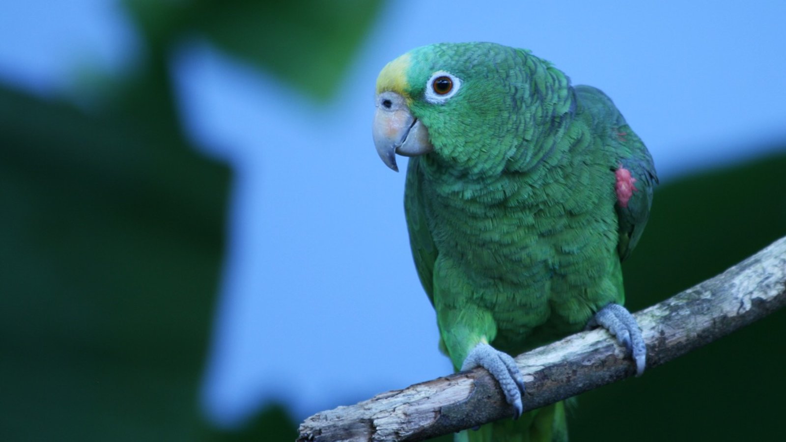perroquet-Colombie