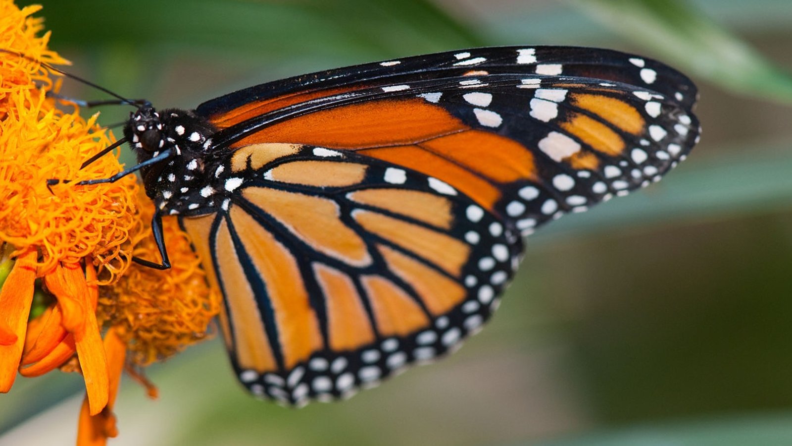 papillon-monarque