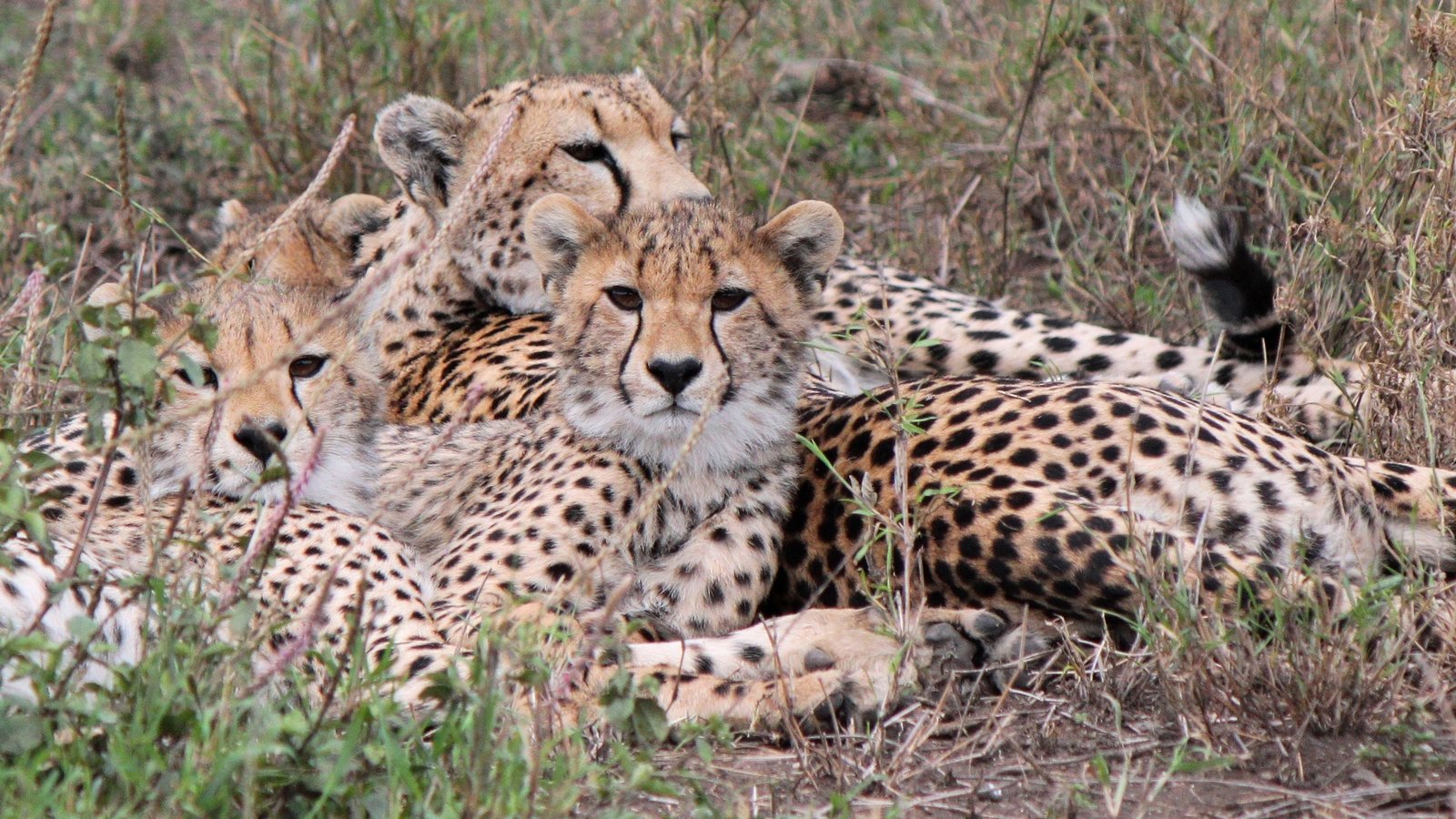 serengeti guépards