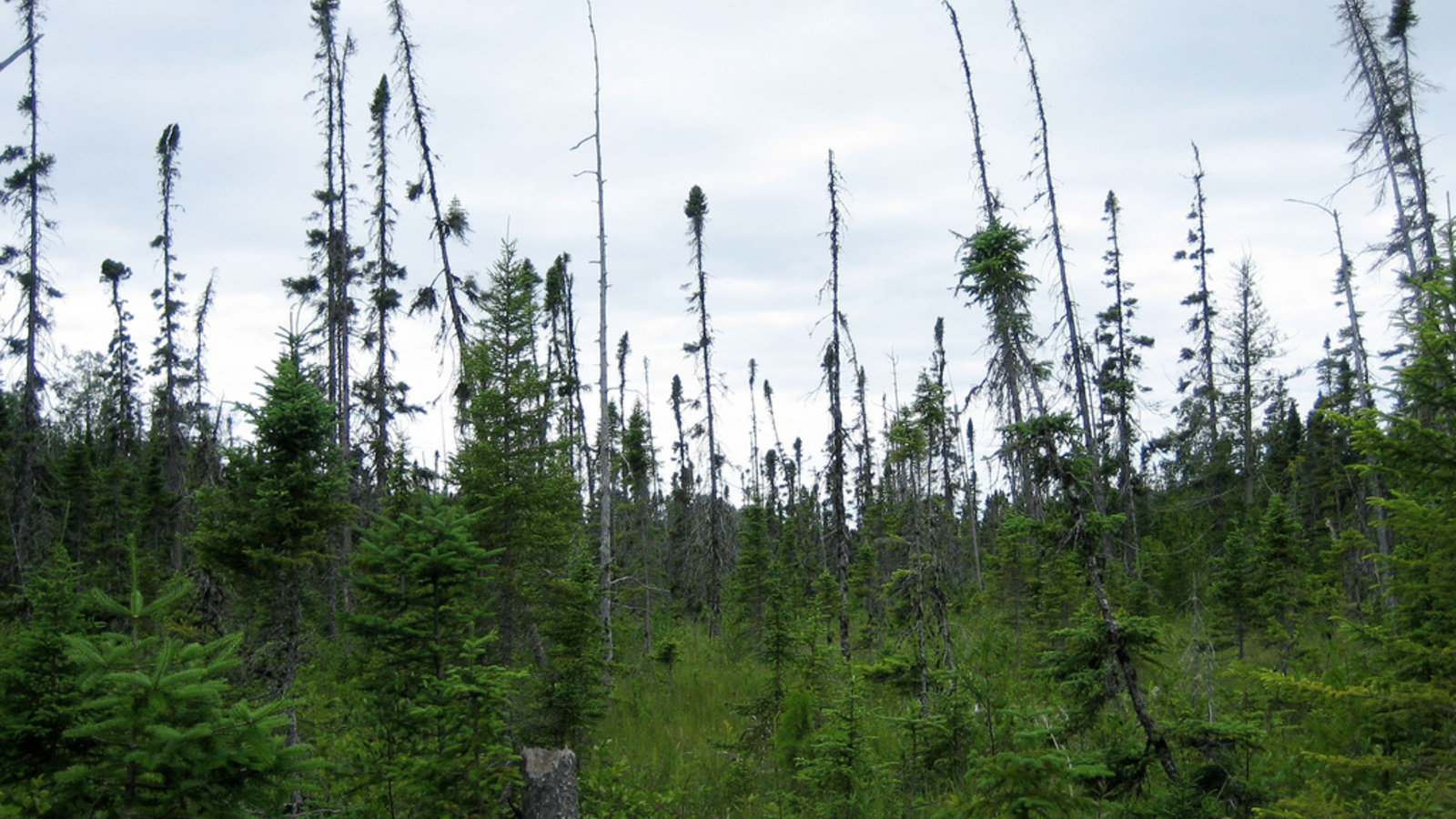 The Boggy Boreal Forest