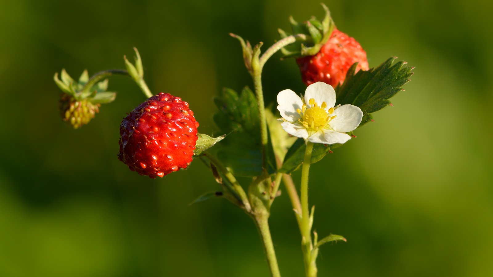 Fragaria_vesca