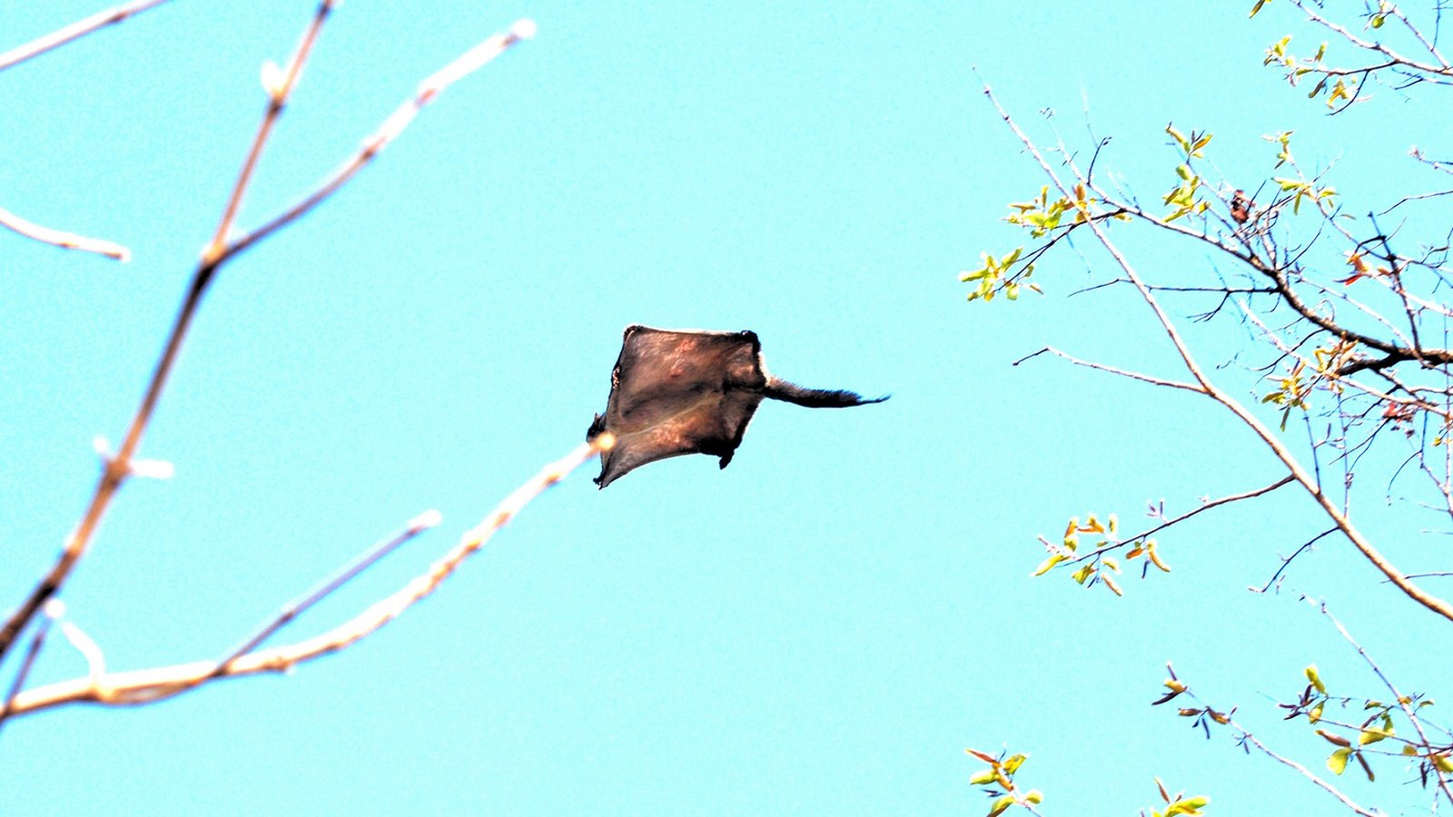 Gliding_flying_squirrel