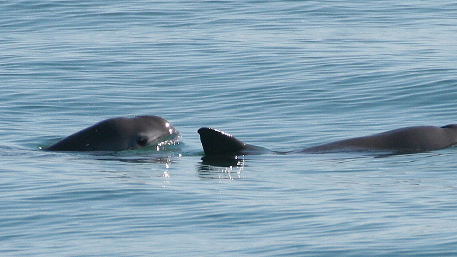 vaquita-marsouin