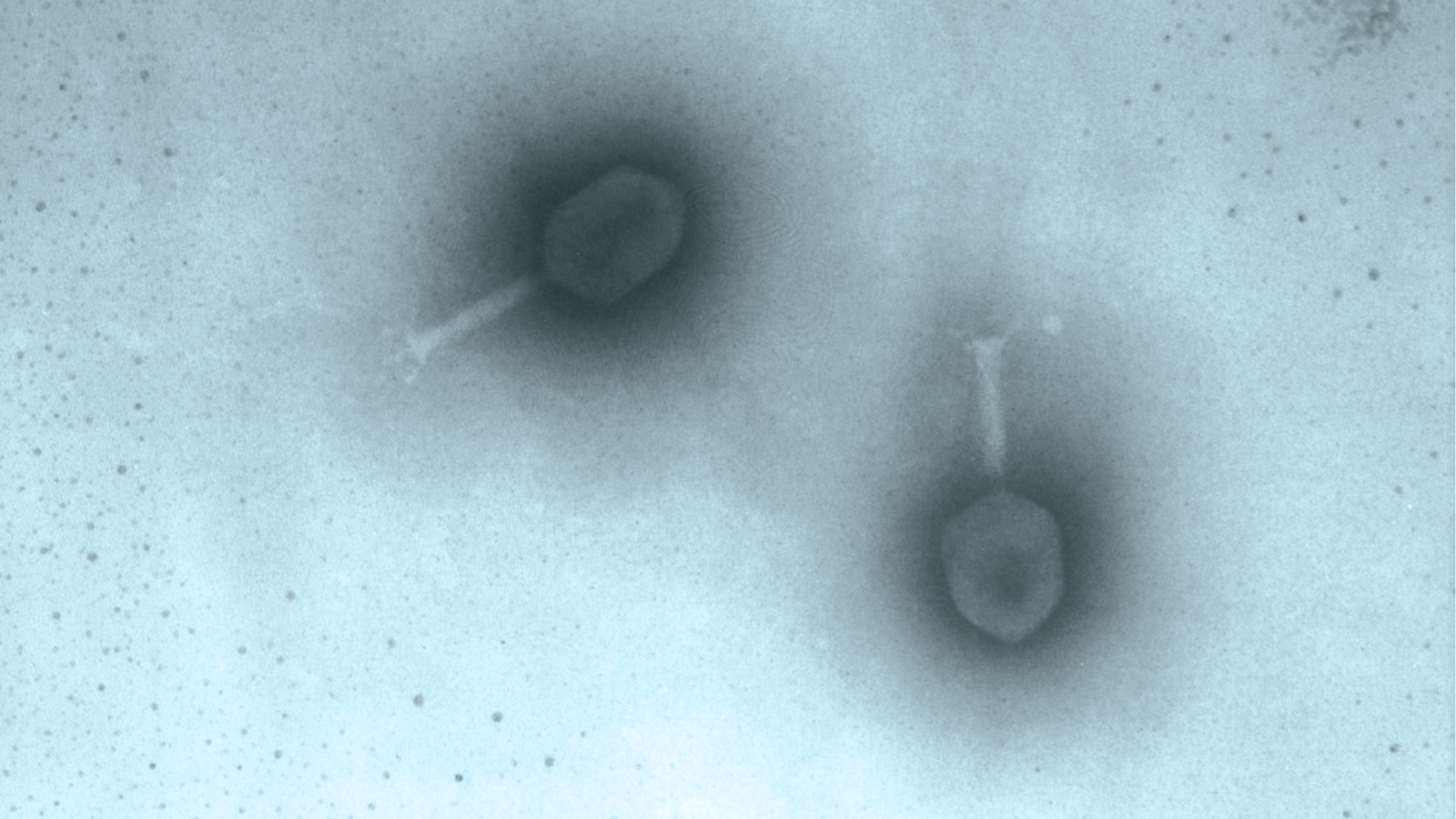 Phages