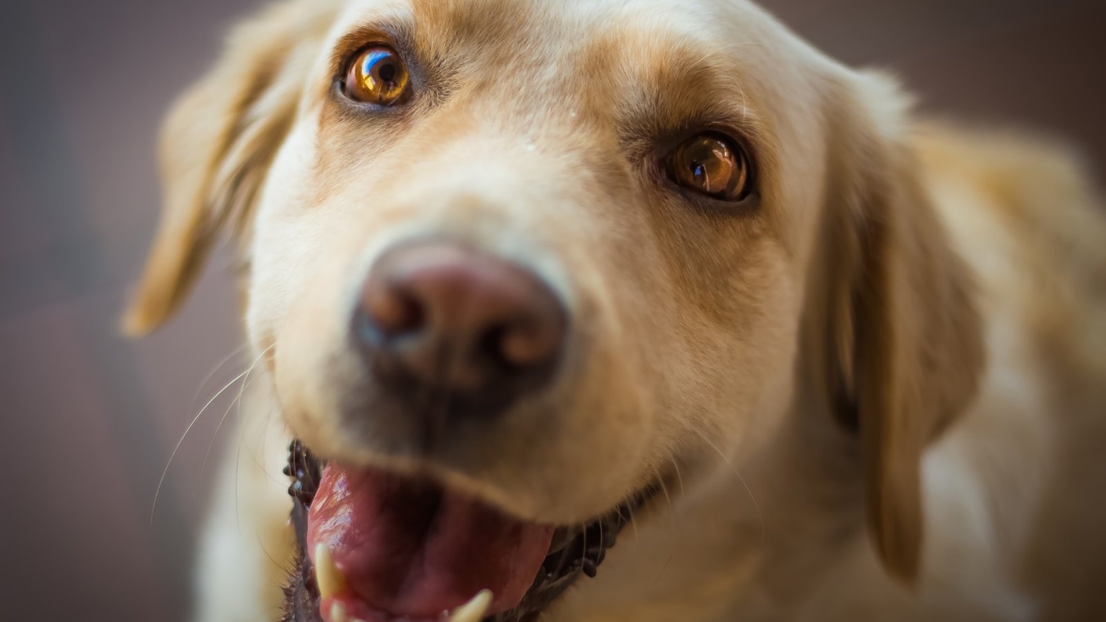 puppy-dog-mammal-close-up-nose-whiskers