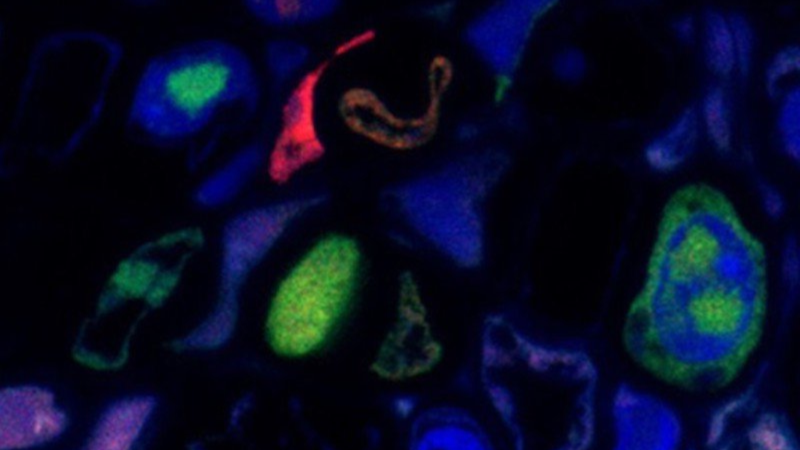 virus.png (543.06 Ko) 