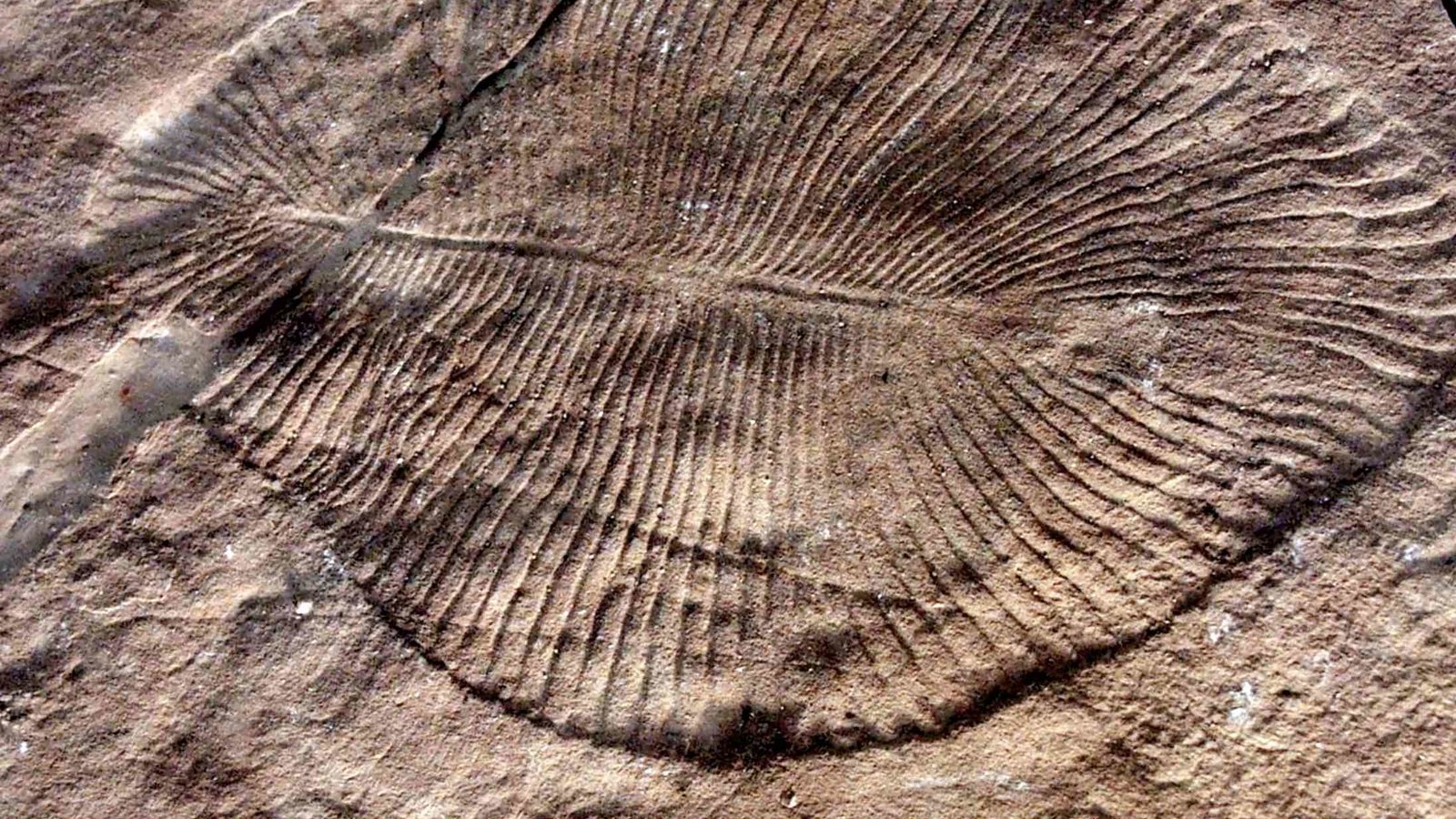 fossile-DickinsoniaCostata