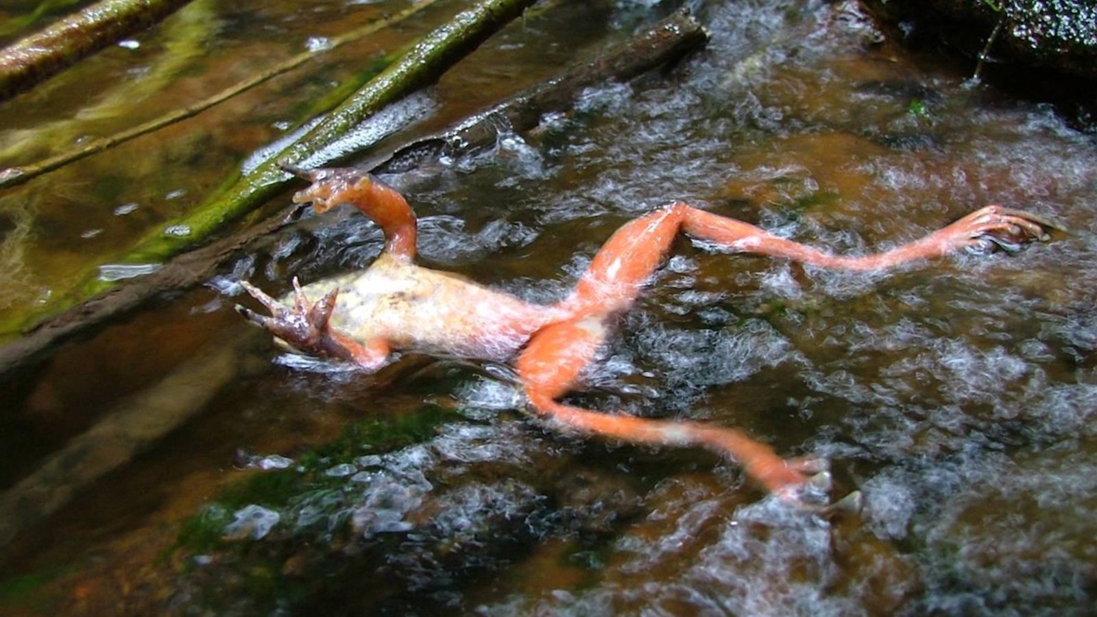 grenouille-morte-champignon